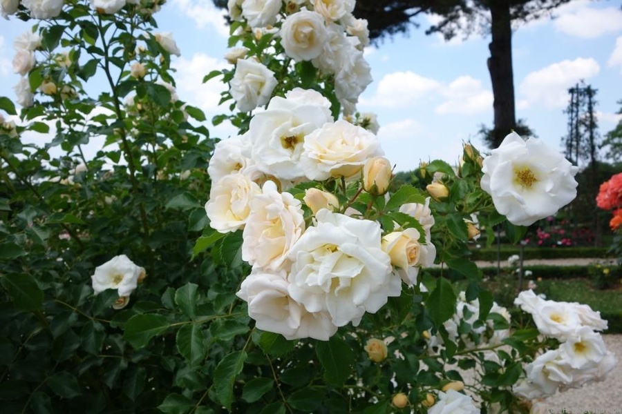 'The Attenborough Rose' rose photo