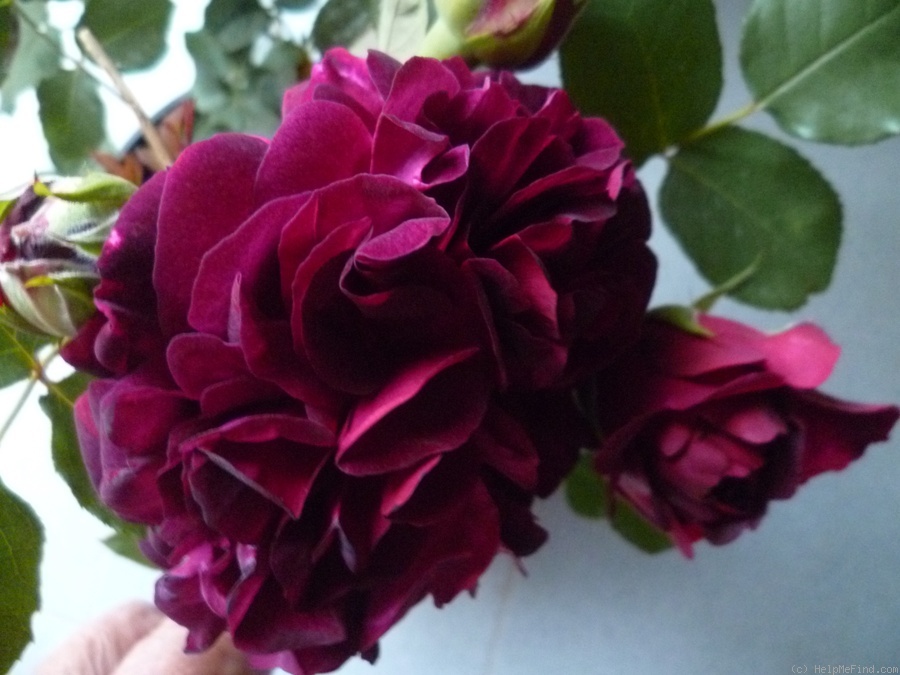 'Munstead Wood ®' rose photo