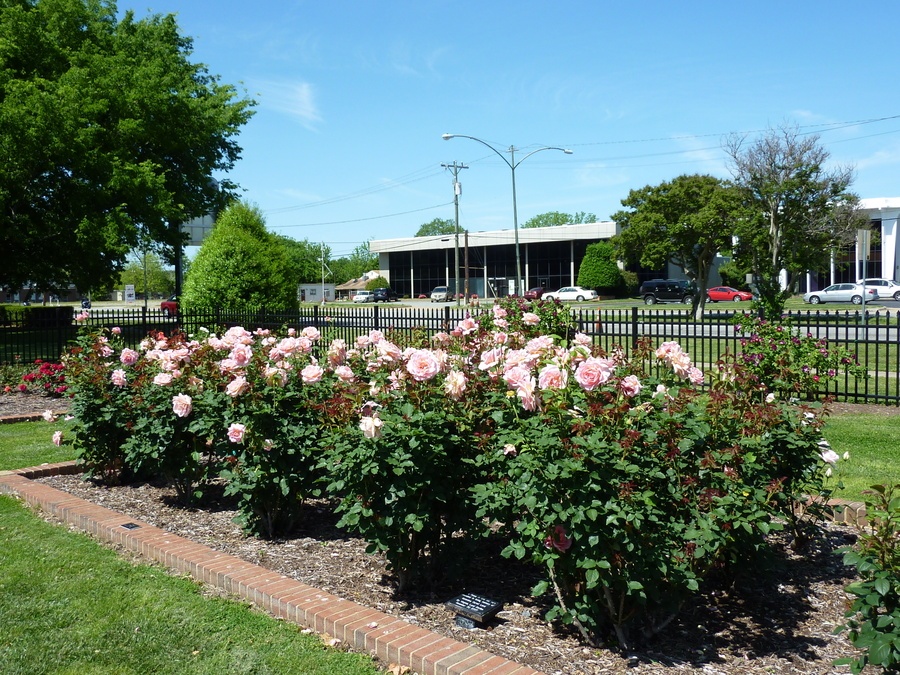 'Huntington Park Rose Garden - City Of Newport News'  photo