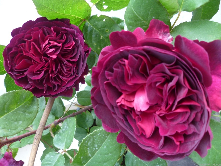 'Munstead Wood ®' rose photo