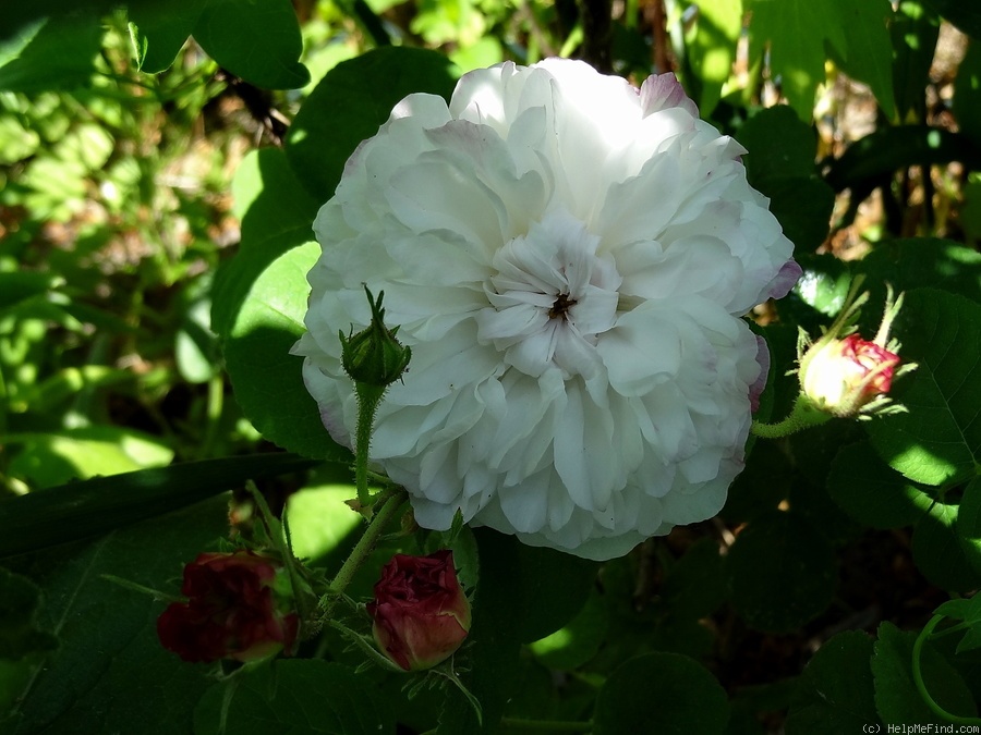 'Léda (damask, Unknown, before 1818)' rose photo