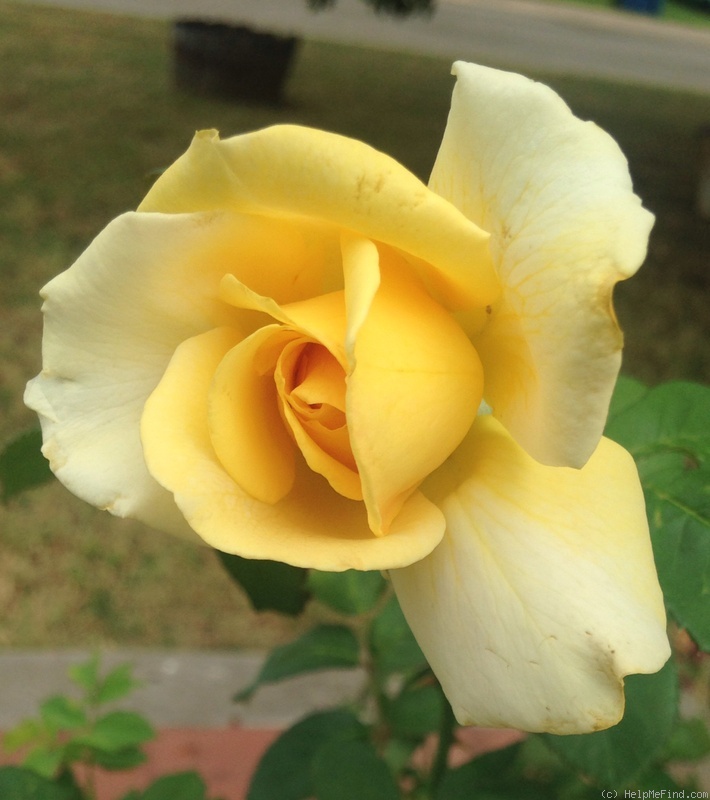 'Berolina (hybrid tea, Kordes before 1982)' rose photo