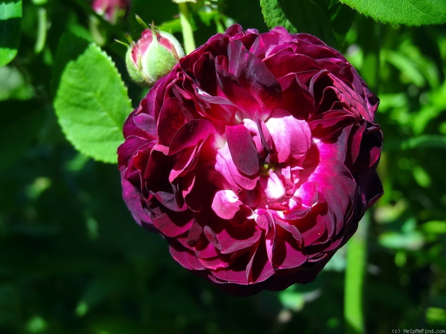 'Ombrée Parfaite' rose photo