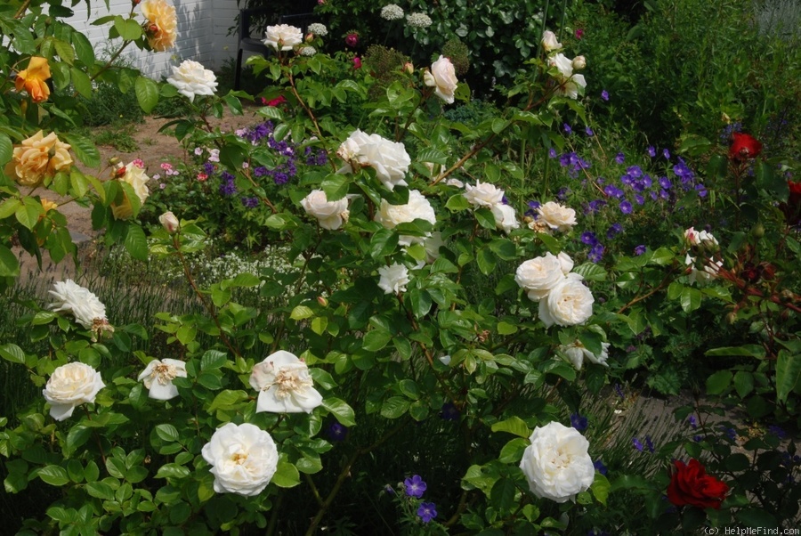 'White Gold (floribunda, Cocker, 1998)' rose photo