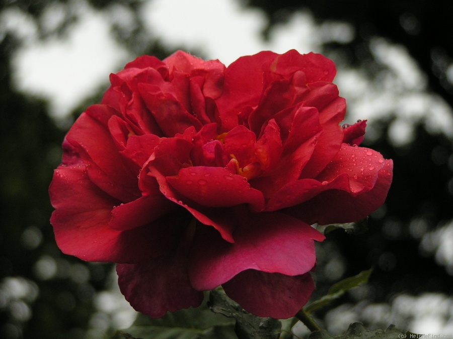 '12 Westerland OP 09' rose photo