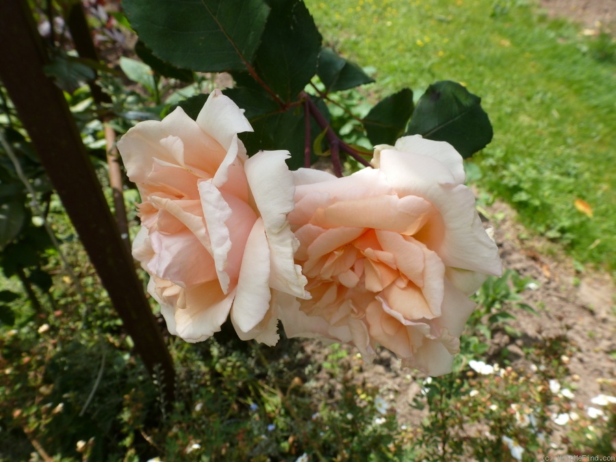 'Madame Pizay, Cl.' rose photo