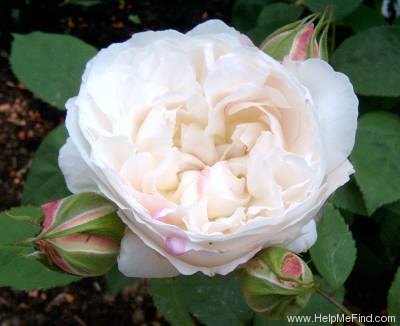 'Winchester Cathedral ®' rose photo