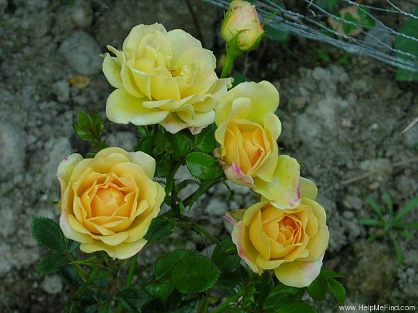 'Yellow Fairy ™' rose photo