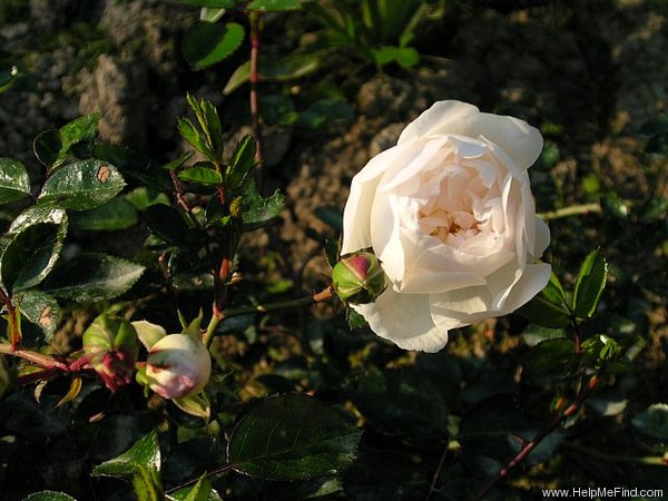 'Snow Ballet ®' rose photo