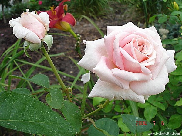 'Frederic Mistral ®' rose photo