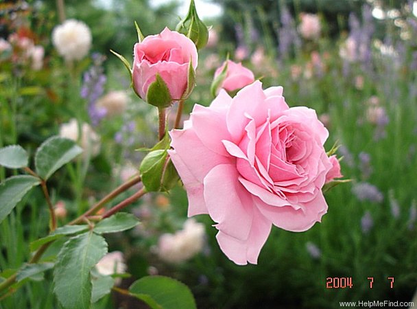 'Royal Bonica' rose photo