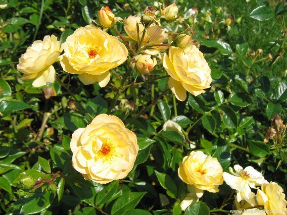 'Sonnenschirm' rose photo