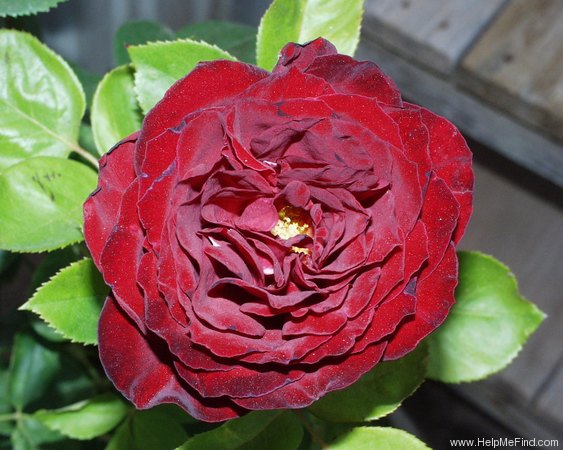 'Black Garnet' rose photo
