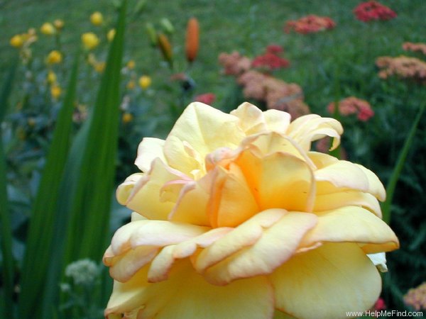 'Centennial Star' rose photo