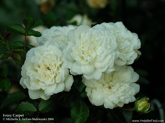 'Ivory Carpet ™' rose photo