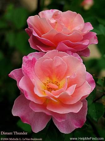 'Distant Thunder' rose photo