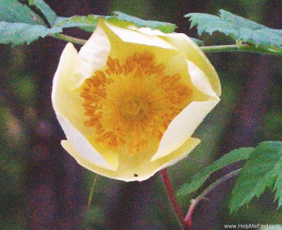 '<i>Rosa alabukensis</i> Tkatsch.' rose photo