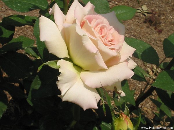 'Strawberry Romance' rose photo