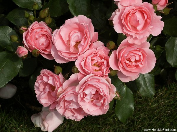 'Rosenprofessor Sieber ®' rose photo