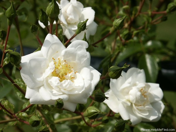 'Sander's White' rose photo