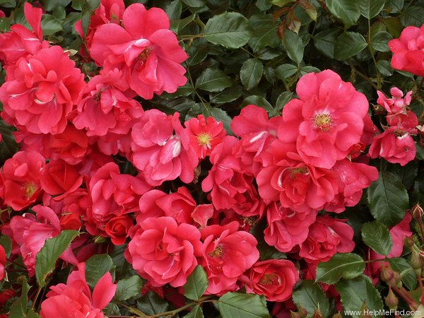 'Sommermärchen ® (shrub, Kordes before 1991)' rose photo