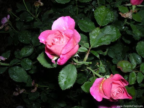 'Distant Thunder' rose photo
