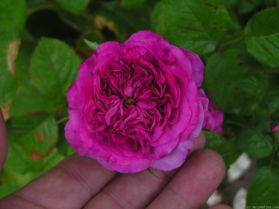 'Orazio Vecchi' rose photo