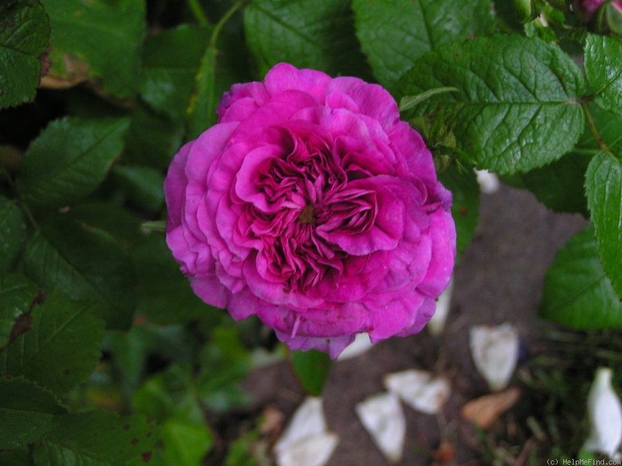 'Orazio Vecchi' rose photo