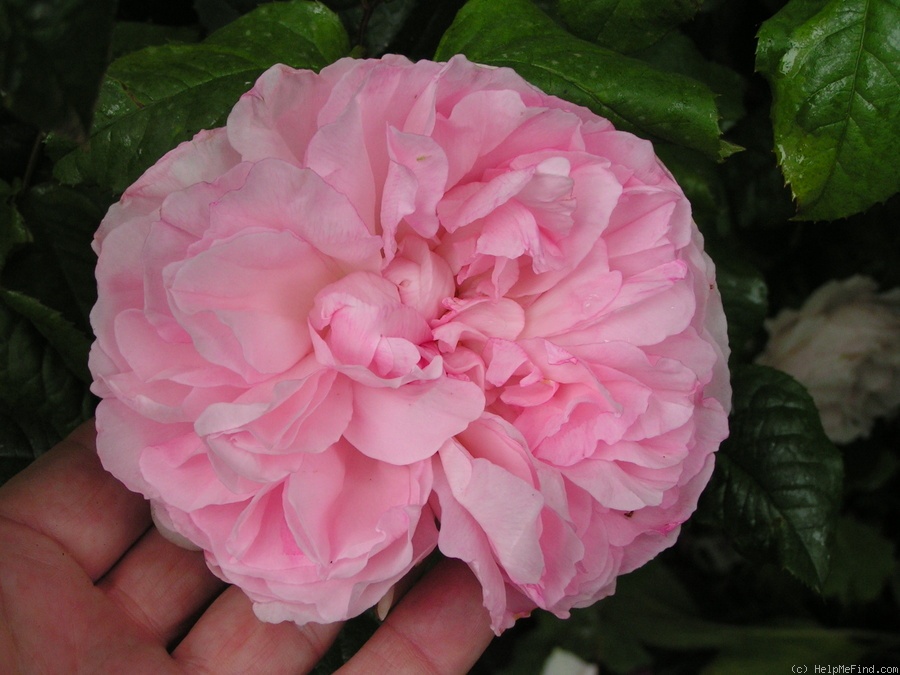'Sharifa Asma ®' rose photo