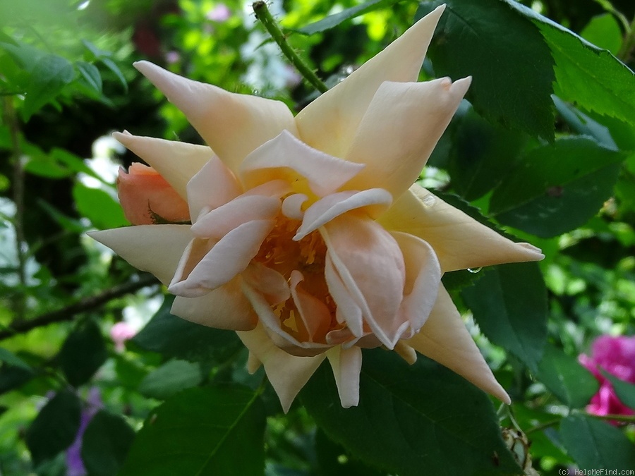 'Gabriel Noyelle' rose photo