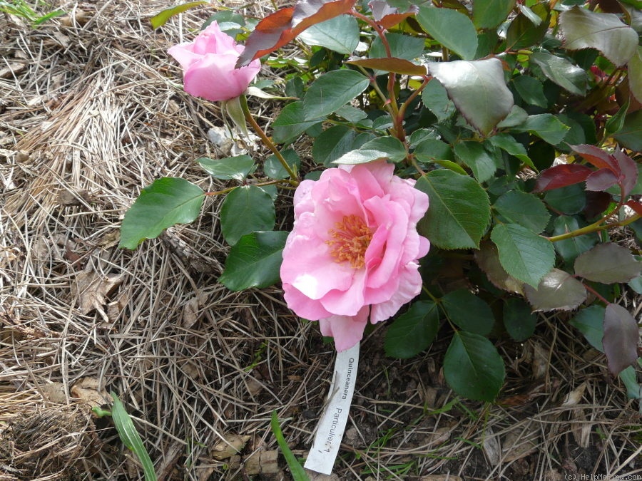 'Quinceanera' rose photo