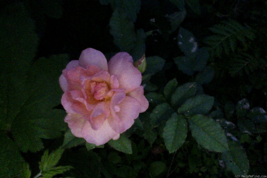 'Apricot Beauty' rose photo