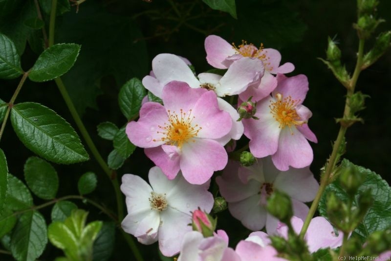 'Blühreigen' rose photo