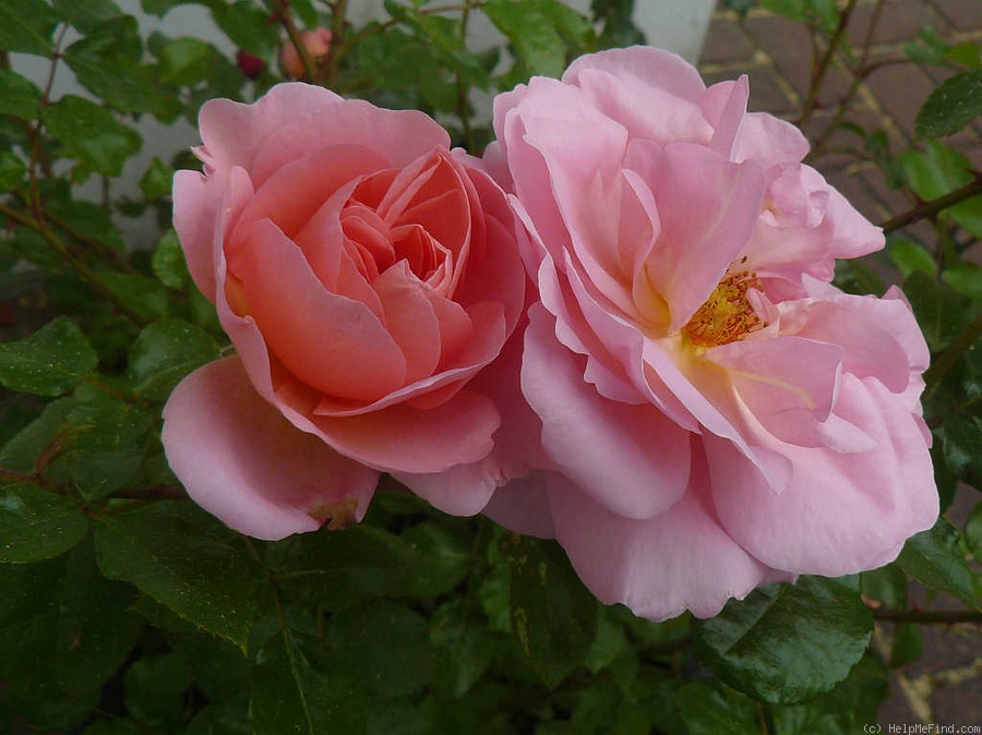 'Lummerland' rose photo
