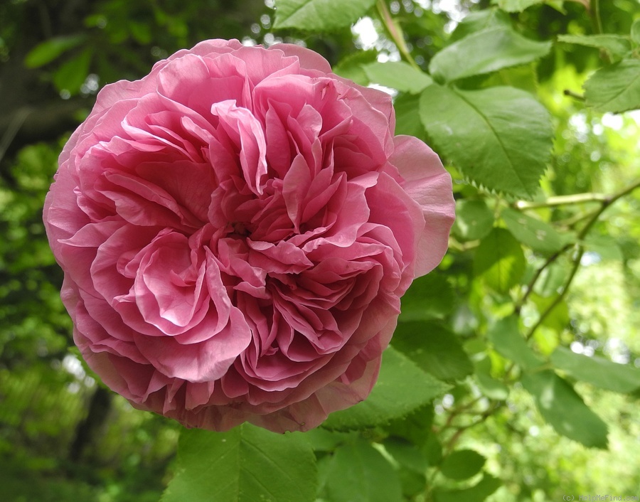 'Louise Odier (Bourbon, Margottin, 1851)' rose photo