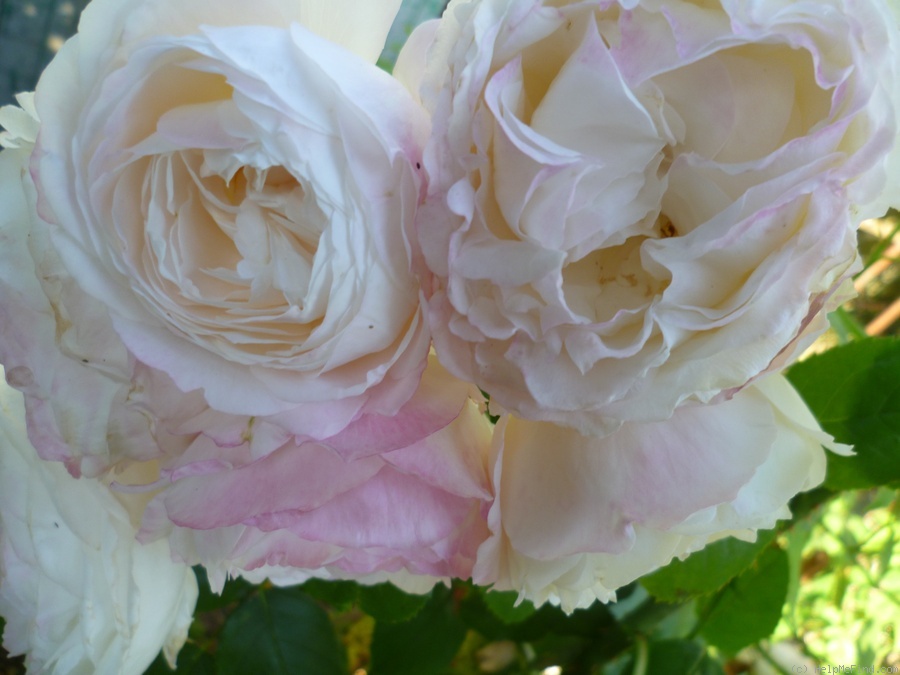 'André Brichet' rose photo