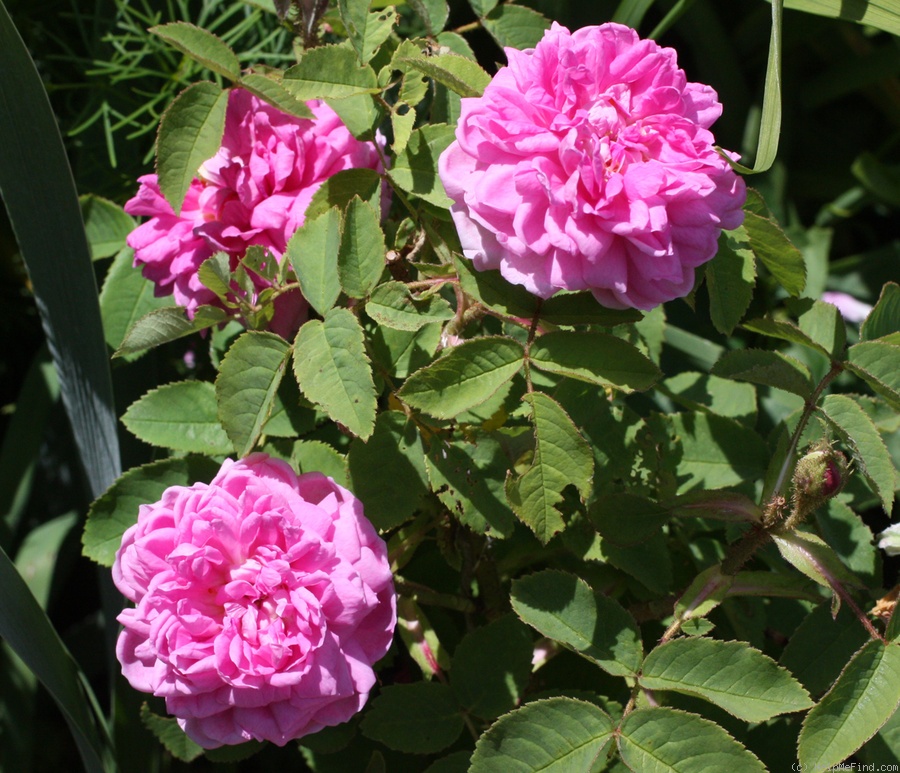 'Soupert & Notting' rose photo