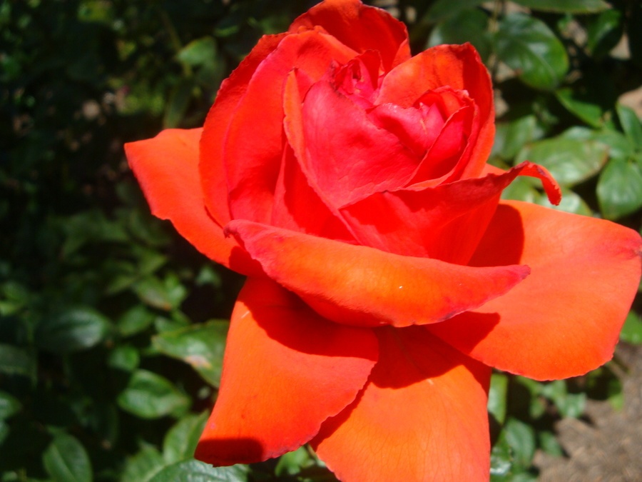 'Star 2000' rose photo