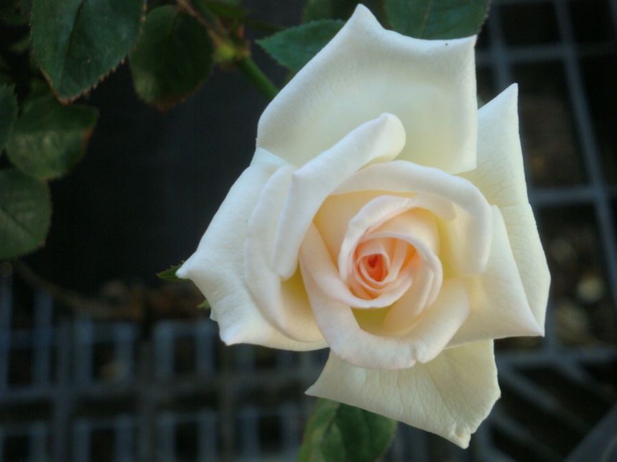 'Ginny (miniature, Whitt 2012)' rose photo