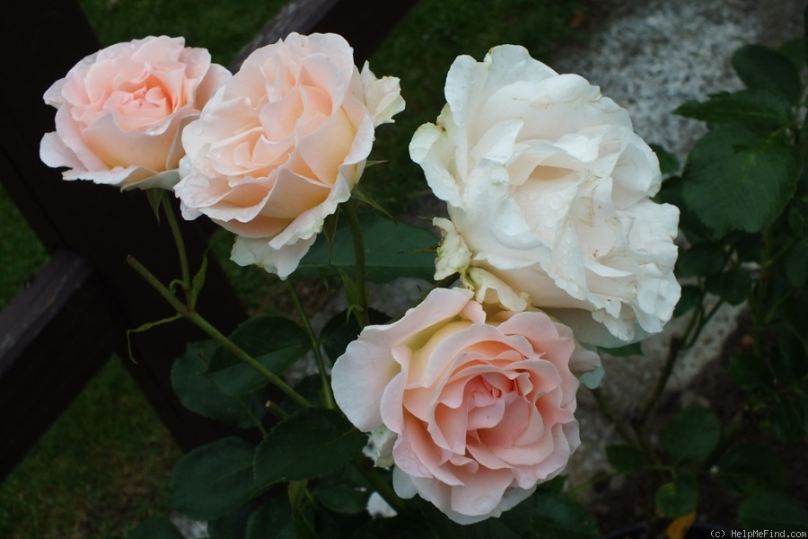 'Rokoko (shrub, Evers/Tantau, 1987)' rose photo