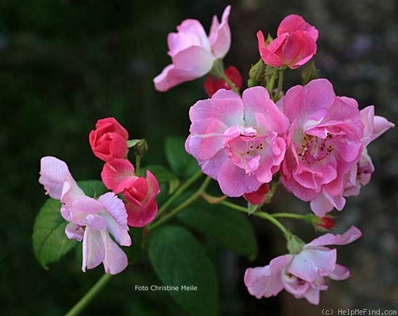 'Lessing' rose photo