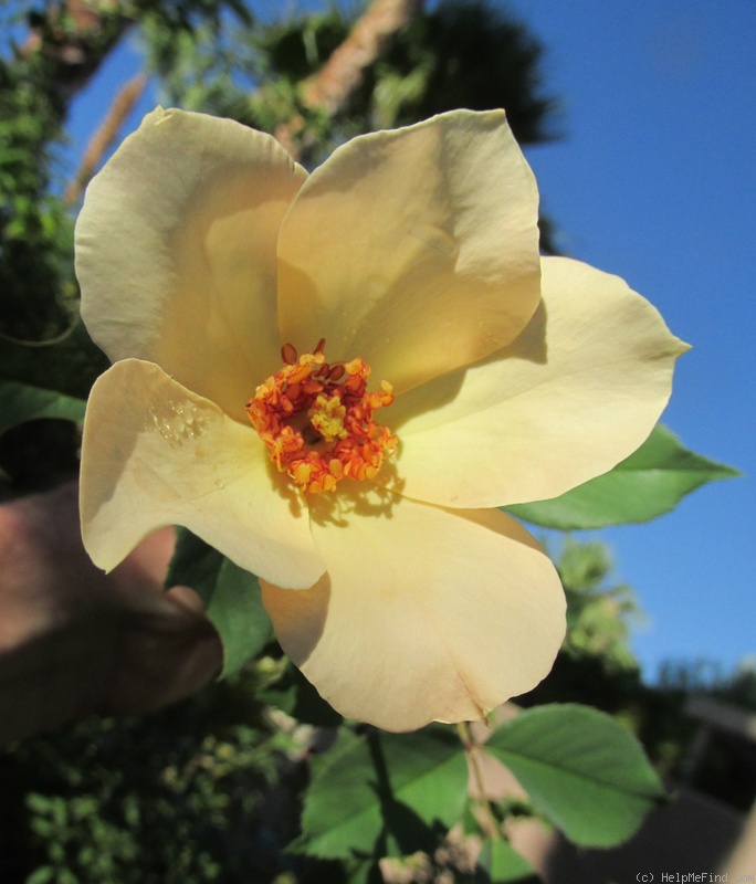 'Lanjique Rose ™' rose photo