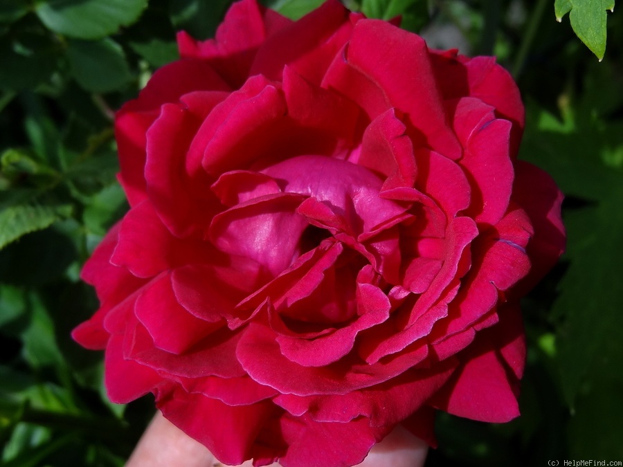 'Alfred Colomb (hybrid perpetual, Lacharme, 1865)' rose photo