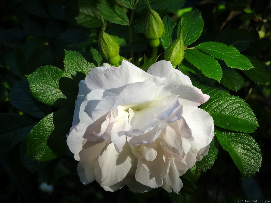 'Ritausma' rose photo