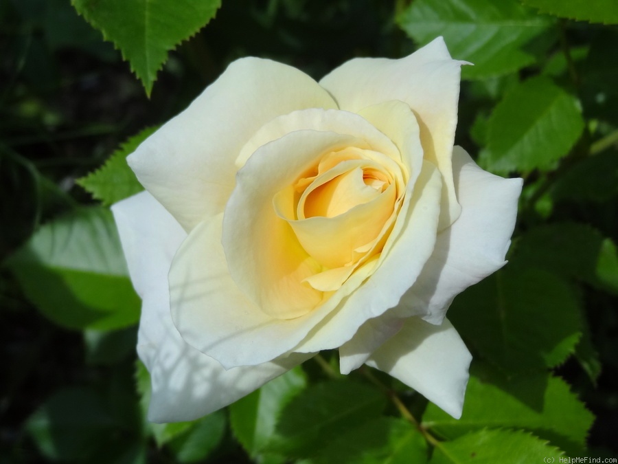 'Prairie Harvest' rose photo