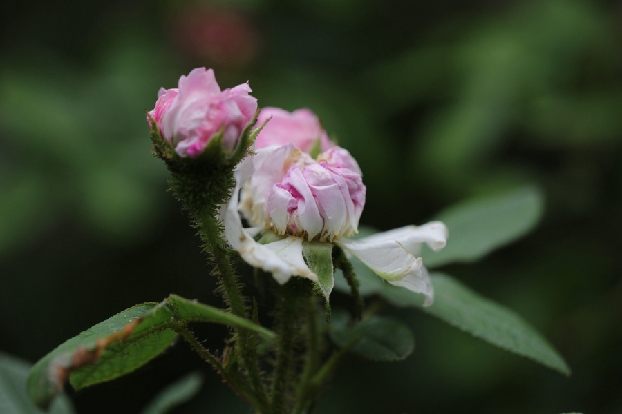 'Diaphane (moss, Laffay, 1848)' rose photo