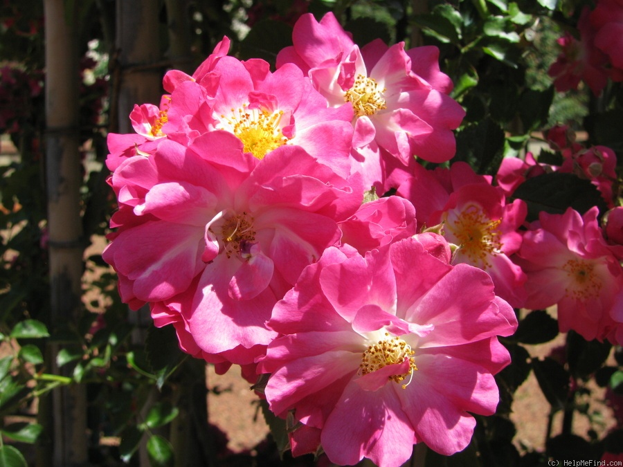 'Lyon Rambler' rose photo