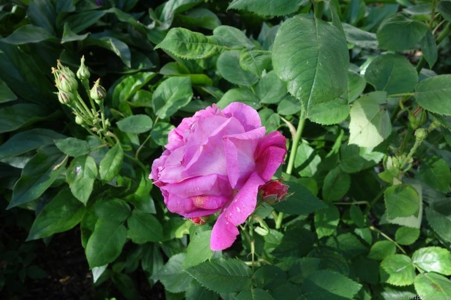 '<i>Rosa francofurtana</i> Borkh.' rose photo