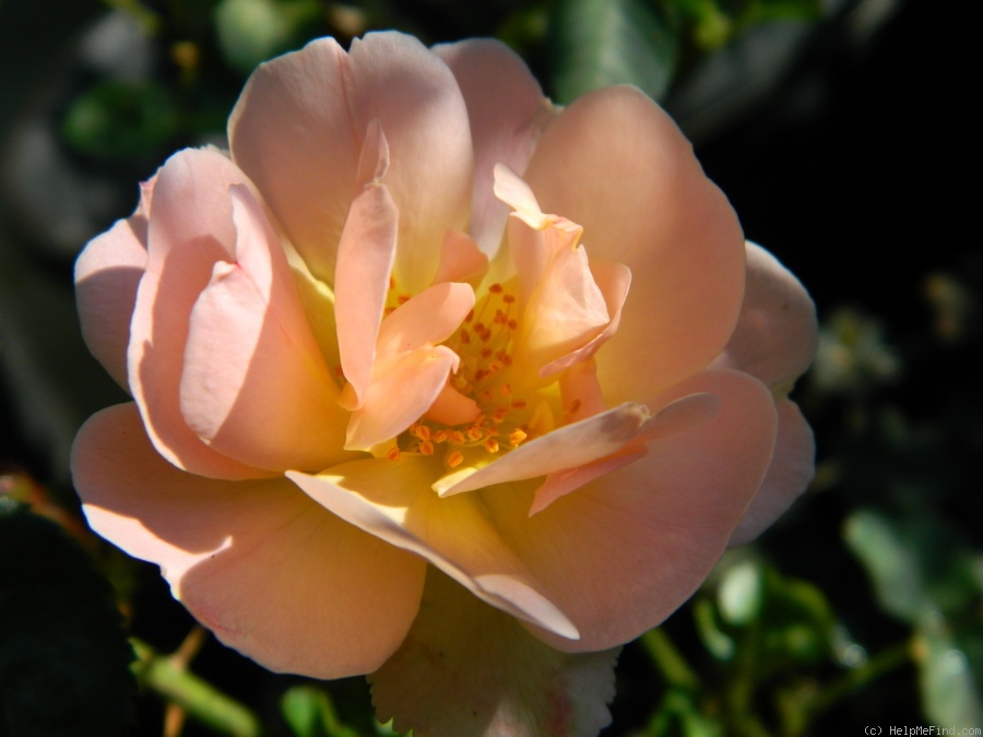 'Be a Gentleman' rose, click to enlarge 'Be a Gentleman' rose photo