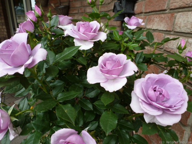 'Lavender Flower Circus' rose photo